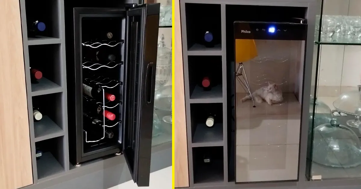 ADEGA PAD12E é boa? Veja como funciona na rotina doméstica comum 